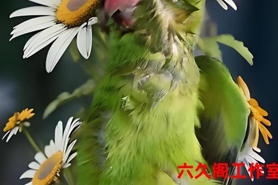 费雷罗奇趣蛋感染沙门氏菌-鹦鹉沙门氏菌传染吗会传染吗